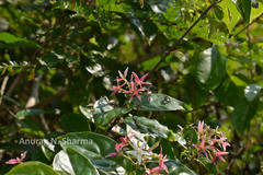 Quisqualis malabarica